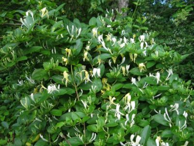 Importance of the Nectar Flow in Beekeeping Image